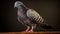 Explosive Pigmentation: A Bold Pigeon Standing On Dark Background