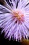\'Explosive\' view of Mimosa pudica inflorescence