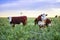 Export steers, fed with natural grass,