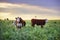 Export steers, fed with natural grass