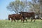 Export steers in pampas countryside,