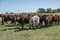 Export steers in pampas countryside,