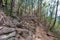 Exposed gnarled roots on Kuliouou Trail, Hawaii