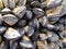 Exposed mussels on a rock at low tide