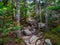 Exposed Rocky Trail Through Dense Woods