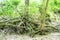 Exposed root system of a tree next to a sandy river bank where soil has eroded.