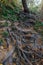 Exposed roots of a gigantic Tree in Starved Rock State Park, a wilderness area on the Illinois River in Illinois, USA. Autumn