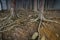 Exposed Scots Pine roots at Abernethy Caledonian forest in Scotland.