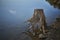 Exposed stump on the shore of Lake Allatoona in the Wintertime after drainage.