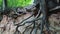 Exposed tree roots in natural loess ravine