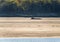 Exposed tree trunks on sand banks of Mississippi river in October 2023