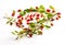 Exposition of fresh organic goji fruits, healthy food in wooden plate on white background.