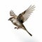Expressive Bird In Flight: A Captivating Image Of A Sparrow Hunting