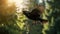 Expressive Blackbird Flying In Forest: A Joyful Celebration Of Nature