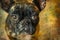 Expressive Brindle French Bulldog Portrait with Intense Stare on Textured Abstract Background