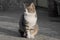 Expressive and calm look of a cat sitting on the ground.