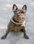 Expressive Chocolate French Bulldog Sitting with Tongue Out