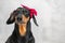 Expressive and cute Dachshund dog with a pink bow on his head on a gray background. Feminism and Gender Equality