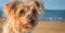 expressive dog blurred nautical background. Doggy Yorkshire Terrier brown