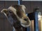Expressive Goat Face at Fairplex Pomona Fairgrounds