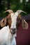 Expressive goat portrait