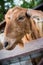 Expressive goat portrait