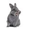 Expressive Grey young rabbit standing in front, isolated