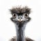Expressive Ostrich Staring At Camera: Emu Hunting Art