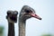 Expressive ostriches head close up