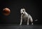 Expressive pit bull terrier catches the ball. Active dog in the studio, action.