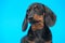 Expressive portrait of cute black and tan dachshund puppy with smart and attentive look on blue background, copy space