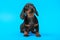 Expressive portrait of cute black and tan dachshund puppy with smart and attentive look on blue background, copy space