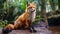 Expressive Red Fox Sitting On Rock In Brazilian Zoo