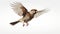 Expressive Sparrow In Flight: Captivating Photography With Dusseldorf School Influence