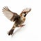 Expressive Sparrow In Flight: Odd Juxtapositions And Explosive Pigmentation