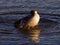 Expressive swimming in the lake from the Canada goose