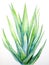 Expressive Watercolor Aloe Vera Plant Leaves AI Generated