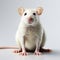 Expressive White Mouse: High Quality Ultra Hd Rat On White Background