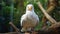 Expressive White Seagull On Branch: Carnivalcore Webcam Photography