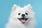 Expressive White Spitz Smiling on Light Blue Background Close-Up