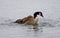 Expressively swimming Canada goose