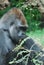 Exprssive Face of a Silverback Gorilla