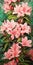 Exquisite Azalea Painting With Light Yellow And Emerald Green Colors