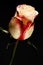 Exquisite bicolour white and red rose
