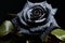 Exquisite black rose, glistening with water droplets on dark backdrop