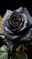 Exquisite black rose, glistening with water droplets on dark backdrop