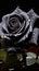 Exquisite black rose, glistening with water droplets on dark backdrop