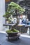 Exquisite Bonsai Display