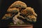 Exquisite bonsai tree with flowering petals