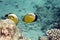 Exquisite butterflyfish (chaetodon paucifasciatus)